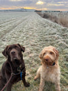image of two dogs sitting in a frosty field